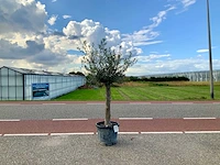 Olijfboom (olea europaea lessini) - afbeelding 1 van  1