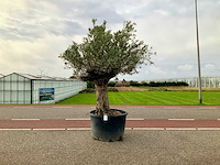 Olijfboom (olea europaea lessini) - afbeelding 1 van  1