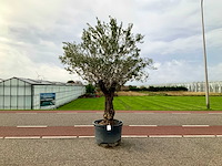 Olijfboom (olea europaea lessini) - afbeelding 1 van  1