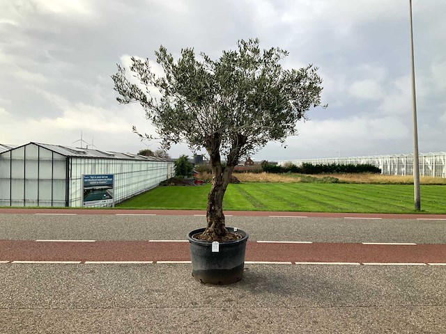 Olijfboom (olea europaea lessini) - afbeelding 1 van  1