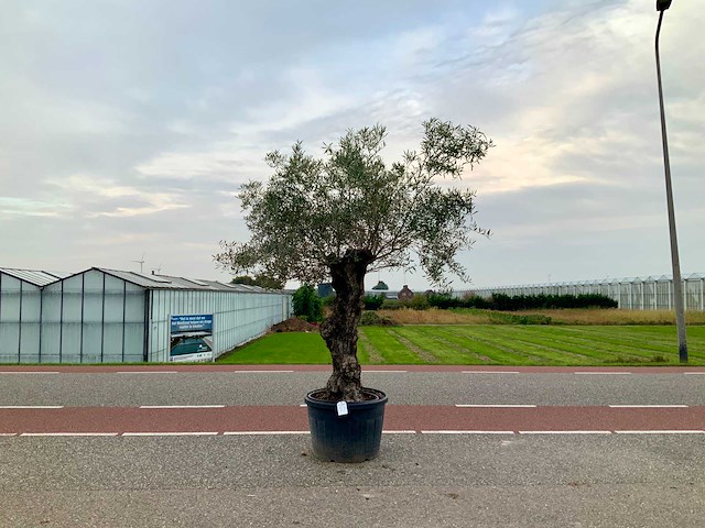 Olijfboom (olea europaea lessini) - afbeelding 1 van  1