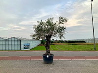 Olijfboom (olea europaea lessini) - afbeelding 1 van  1