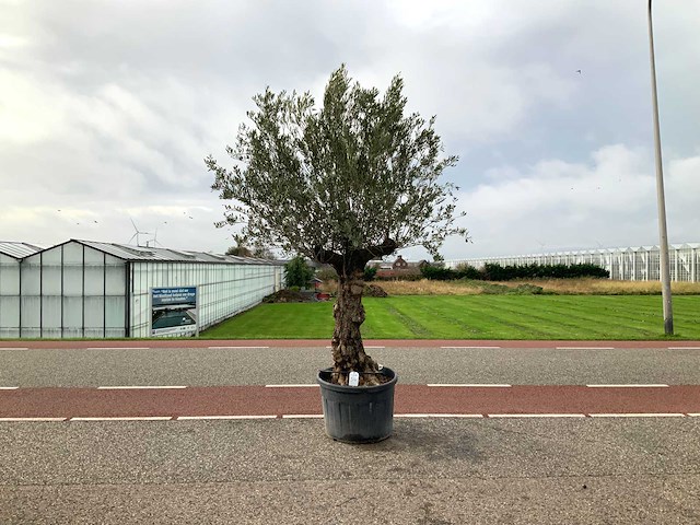 Olijfboom (olea europaea lessini) - afbeelding 1 van  1