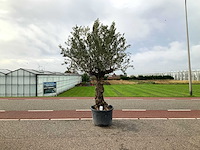 Olijfboom (olea europaea lessini) - afbeelding 1 van  1