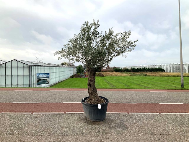 Olijfboom (olea europaea lessini) - afbeelding 1 van  1