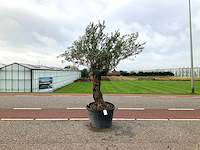 Olijfboom (olea europaea lessini) - afbeelding 1 van  1