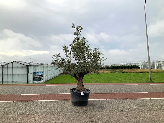 Olijfboom (olea europaea lessini) - afbeelding 1 van  1
