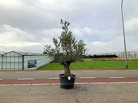 Olijfboom (olea europaea lessini) - afbeelding 1 van  1