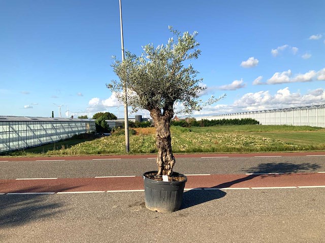 Olijfboom (olea europaea lessini) - afbeelding 1 van  1