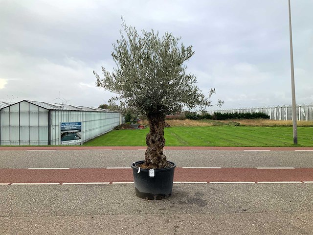 Olijfboom (olea europaea lessini) - afbeelding 1 van  1