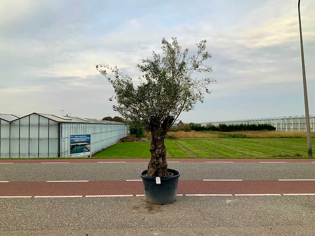 Olijfboom (olea europaea lessini) - afbeelding 1 van  1