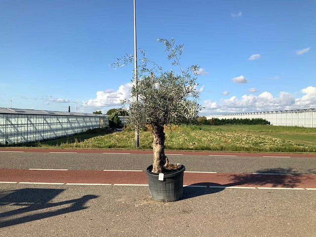 Olijfboom (olea europaea lessini) - afbeelding 1 van  1