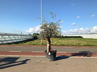 Olijfboom (olea europaea lessini) - afbeelding 1 van  1