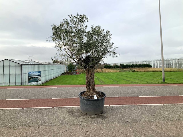 Olijfboom (olea europaea lessini) - afbeelding 1 van  1
