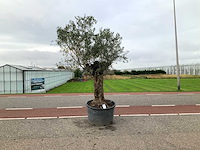 Olijfboom (olea europaea lessini) - afbeelding 1 van  1