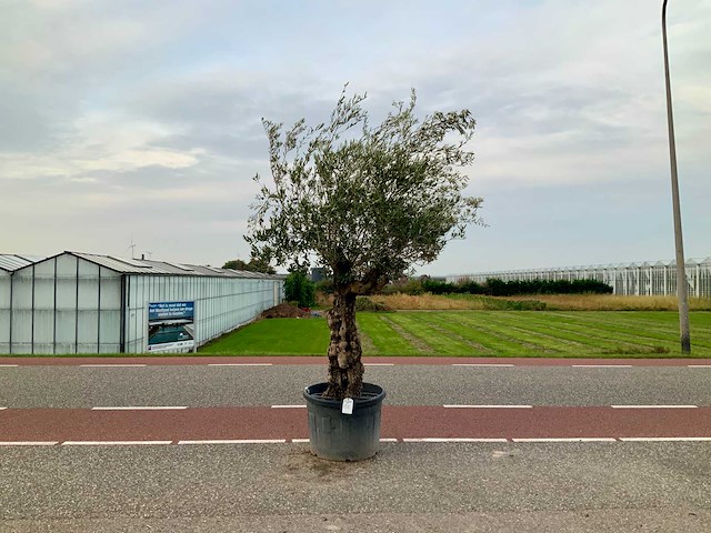 Olijfboom (olea europaea lessini) - afbeelding 1 van  1