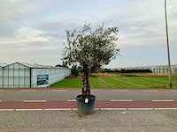 Olijfboom (olea europaea lessini) - afbeelding 1 van  1