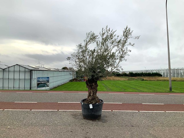 Olijfboom (olea europaea lessini) - afbeelding 1 van  1