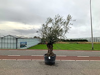 Olijfboom (olea europaea lessini) - afbeelding 1 van  1