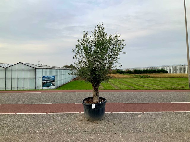 Olijfboom (olea europaea lessini) - afbeelding 1 van  1