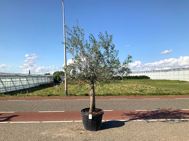 Olijfboom (olea europaea lessini) - afbeelding 1 van  1