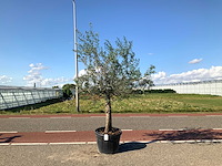Olijfboom (olea europaea lessini) - afbeelding 1 van  1