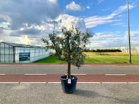 Olijfboom (olea europaea lessini) - afbeelding 1 van  1