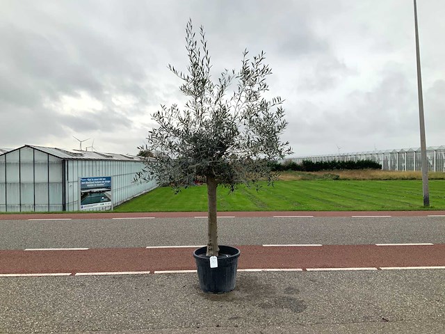 Olijfboom (olea europaea lessini) - afbeelding 1 van  1