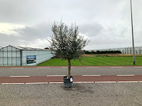 Olijfboom (olea europaea lessini) - afbeelding 1 van  1