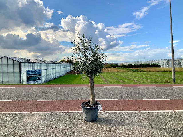 Olijfboom (olea europaea lessini) - afbeelding 1 van  1