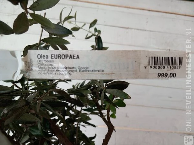 Olijfboom, olea europaea - afbeelding 2 van  10