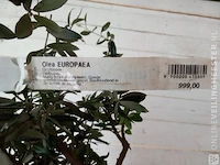 Olijfboom, olea europaea - afbeelding 2 van  10