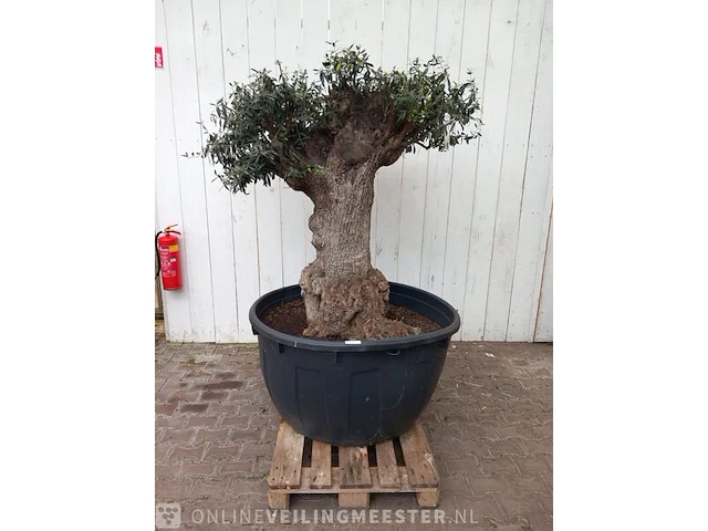 Olijfboom, olea europaea - afbeelding 1 van  10
