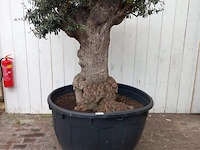 Olijfboom, olea europaea