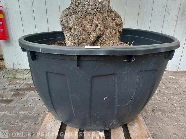 Olijfboom, olea europaea - afbeelding 3 van  10