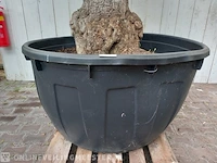 Olijfboom, olea europaea - afbeelding 3 van  10