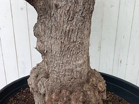 Olijfboom, olea europaea - afbeelding 4 van  10