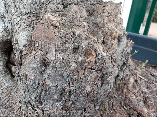 Olijfboom, olea europaea - afbeelding 5 van  10