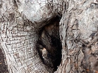 Olijfboom, olea europaea - afbeelding 6 van  10