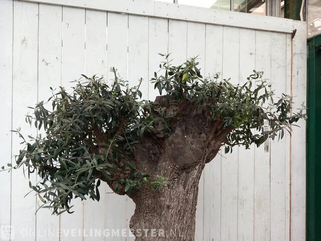 Olijfboom, olea europaea - afbeelding 7 van  10