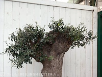 Olijfboom, olea europaea - afbeelding 7 van  10