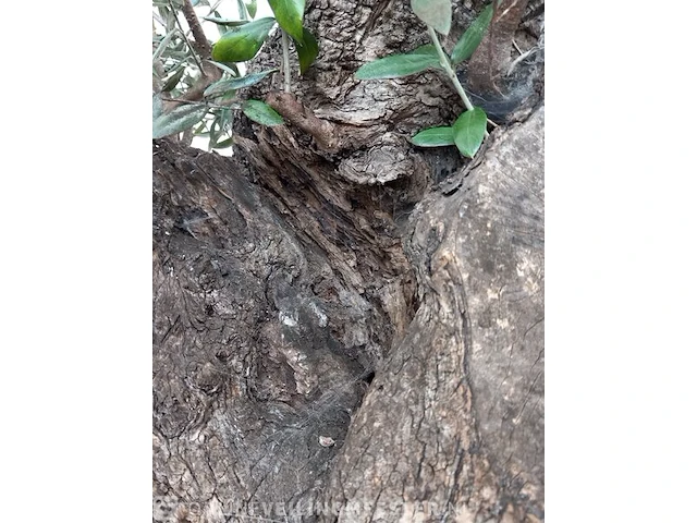Olijfboom, olea europaea - afbeelding 8 van  10