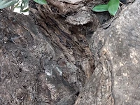 Olijfboom, olea europaea - afbeelding 8 van  10