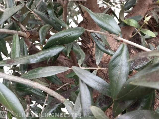 Olijfboom, olea europaea - afbeelding 9 van  10