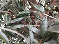 Olijfboom, olea europaea - afbeelding 9 van  10