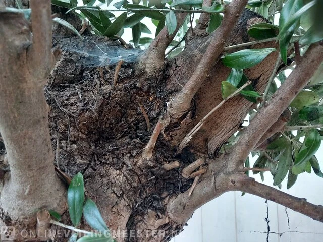 Olijfboom, olea europaea - afbeelding 10 van  10