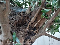 Olijfboom, olea europaea - afbeelding 10 van  10