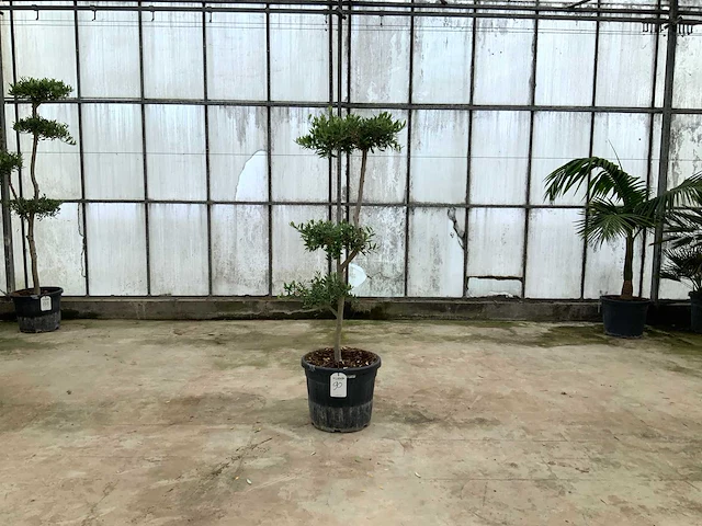 Olijfboom pom-pom (olea europaea lessini) - afbeelding 1 van  1