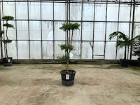 Olijfboom pom-pom (olea europaea lessini) - afbeelding 1 van  1
