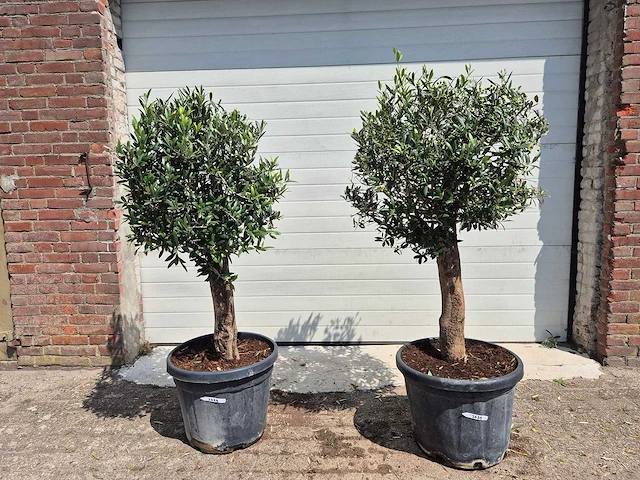 Olijfboom ronde bol - olea europaea - hoogte 160 cm (2x) - afbeelding 1 van  3